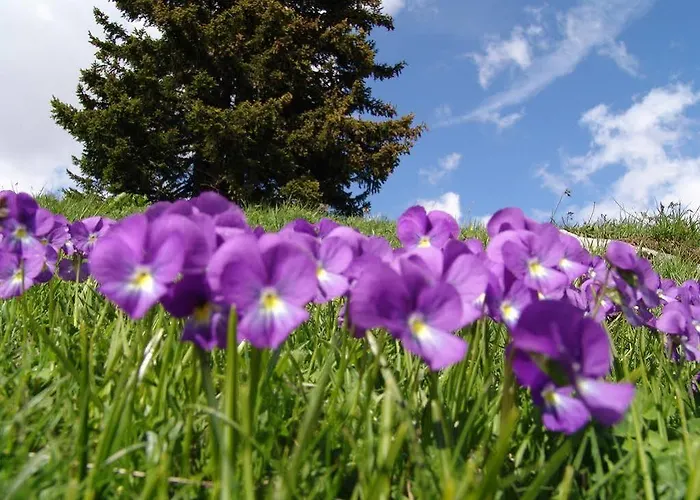 מלון Strela By Mountain 3*